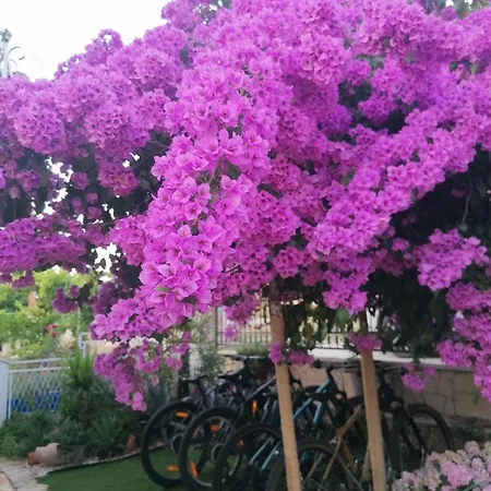 Bracki Cvijet Apartment